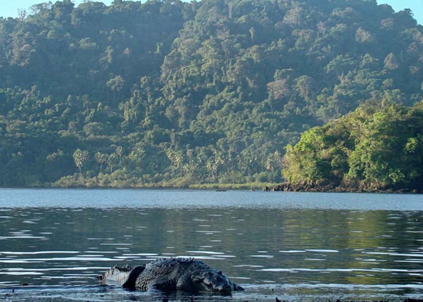 Crocodiles flourish at Isla Coiba as part of the rich ecosystem and species diversity.