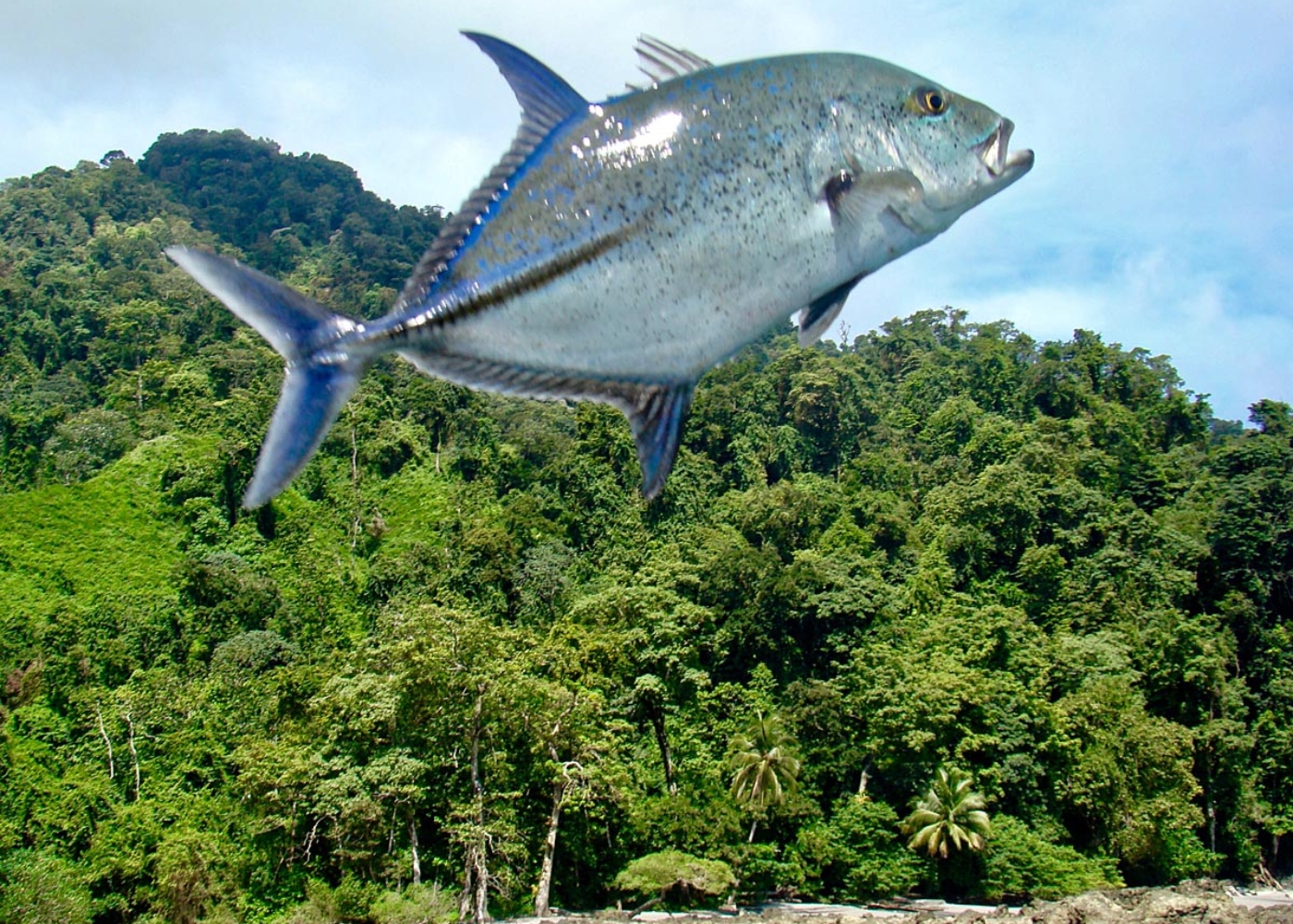 Flying fish in Panama. Bluefin Trevally catch and release. Fun family vacation, fishing Isla Coiba