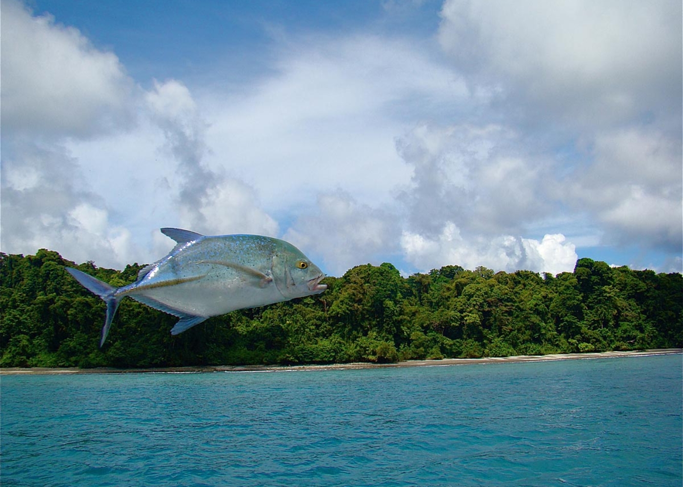 Catch and release fishing for multiple species in Panama. Panama Island Boat Charter.